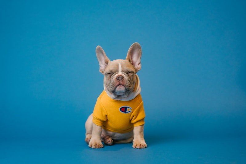 PetPals E-Shop – E-Commerce project by our agency